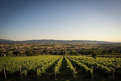 Enjoy and Taste the Flavors of Wine in an Open-air Venue