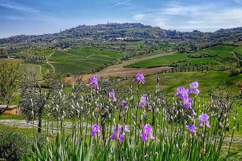 Montepulciano private guided tour