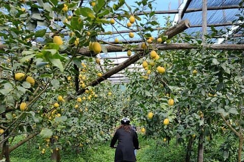 Backroads & Limoncello Experience: Sorrento E-Bike Tour