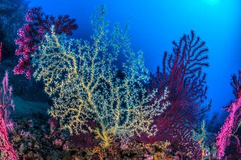 Sorrento 2 Tank Scuba Dive: Santa Croce Reef & Sorrento Bay