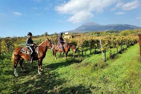 Get to know the personalities of our horses!