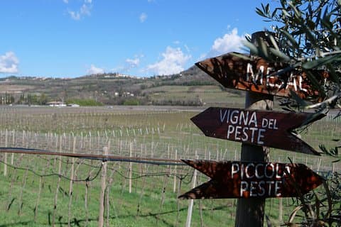 Verona - Cellar Tour and Tasting of NATURAL WINES
