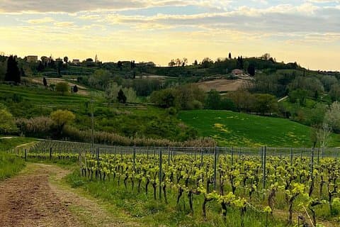 Winery Tour & Tasting in Pisa Countryside