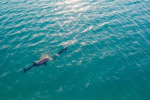 Golfo aranci : Dolphin spotting and snorkling in a dinghy