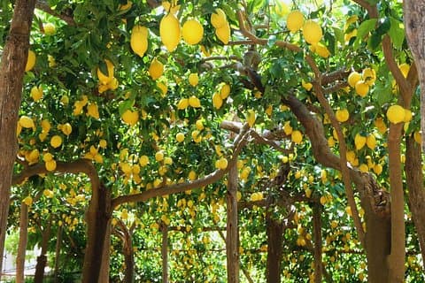 Breathing in the sweet scent of the Amalfi Coast on the Path of the Lemons.