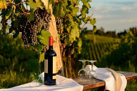 From Verona half day wine experience in Valpolicella and Amarone