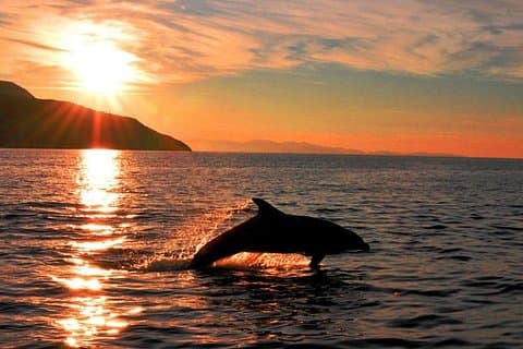 Olbia Dolphin watching and snorkeling boat tour