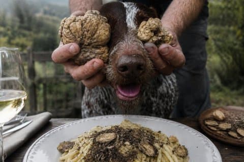 Truffle Hunting and Gourmet Truffle Menu in Trattoria Storica