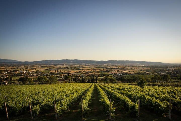 Vineyards