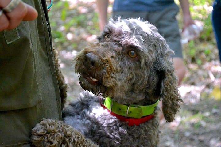 This is Cioco our Lagotto Romagnolo