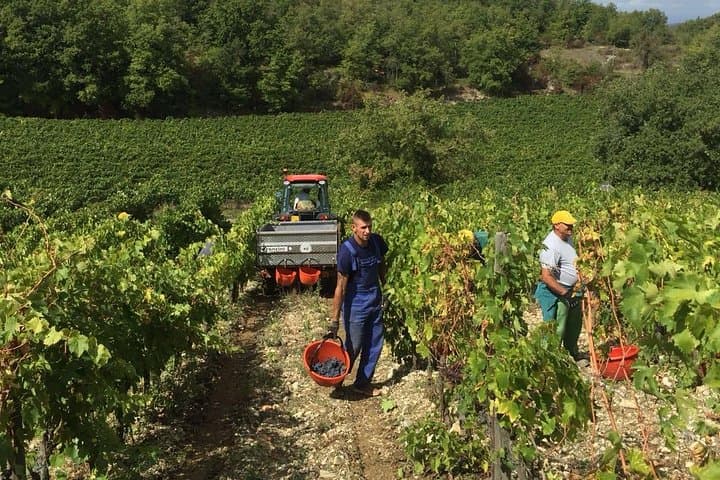 Grape Harvest