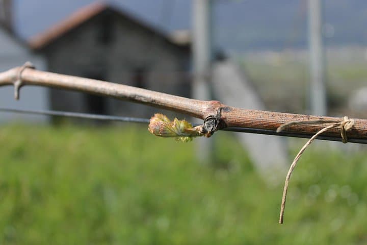 Savor Ossola Wines & Local Treats in a Scenic Vineyard