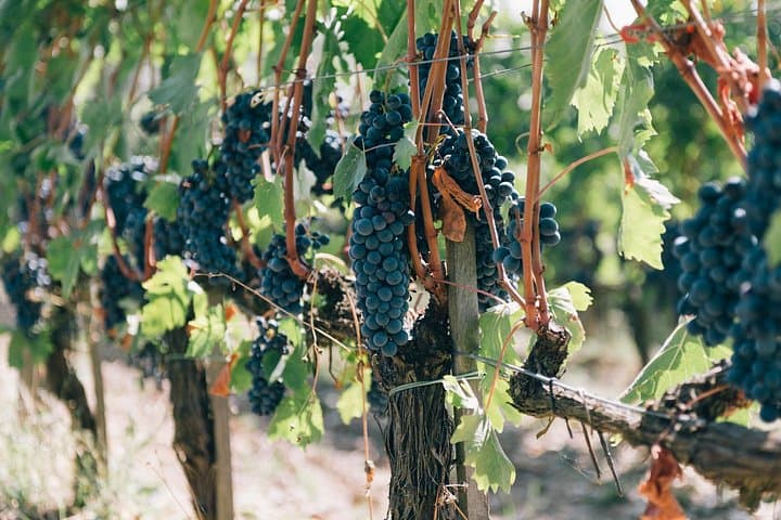Private Off Road Wine Tour in Chianti from Siena