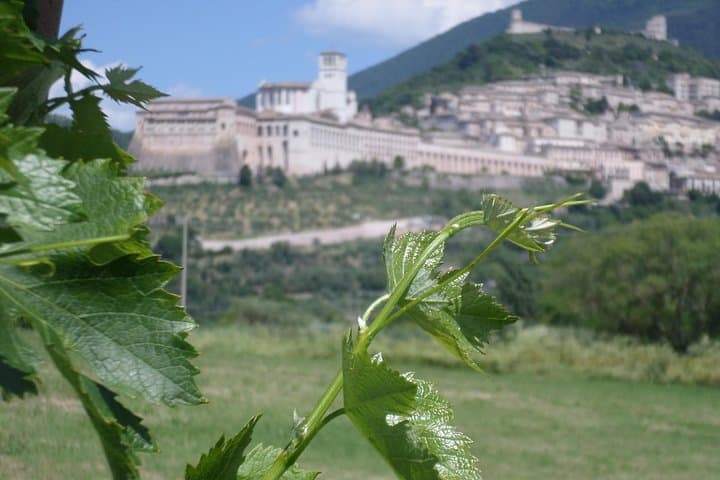 Rich aperitif 5 wines and walk in the vineyards