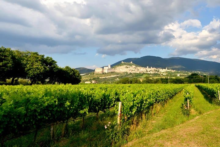 Rich aperitif 5 wines and walk in the vineyards