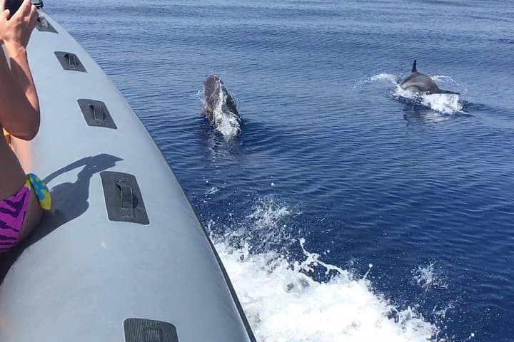Dolphins