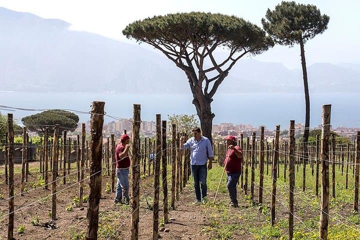 Organic Wine Tasting & Lunch on Vesuvius with Transfer from Pompeii