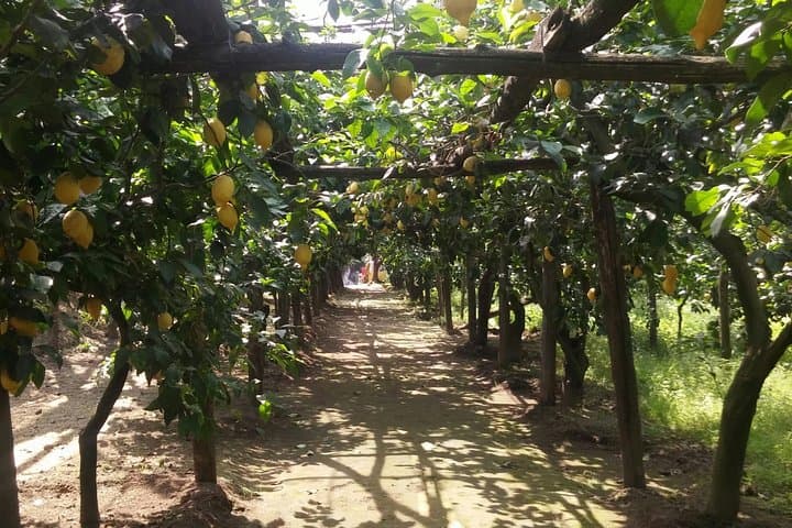 Sorrento Farm by Tuk Tuk: Cheese, Limoncello & Hands-On Pizza