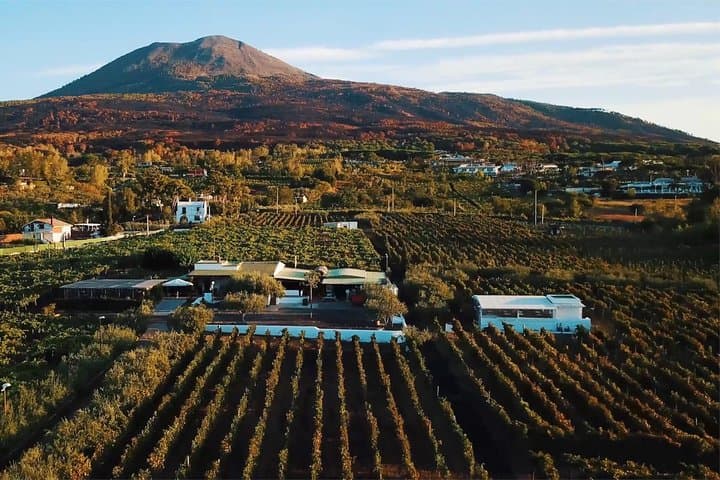 Organic Wine Tasting & Lunch on Vesuvius with Transfer from Pompeii