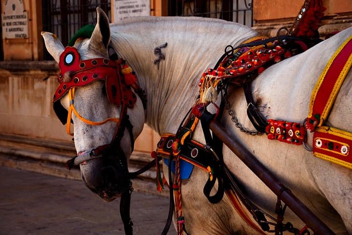Sicilian horse
