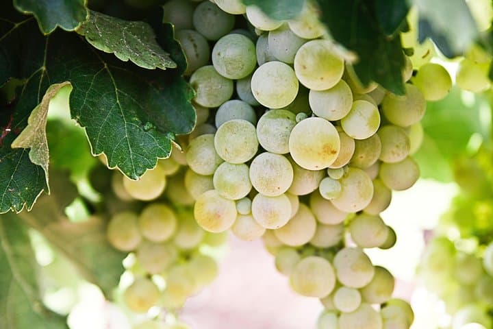 Chianti Wine Tour and Siena from Rome