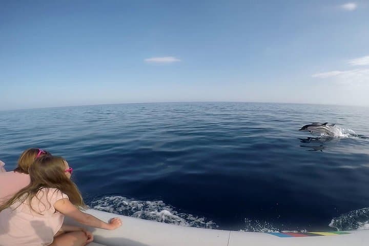 Dolphin Watching & Conservation - Dolphins in the Gulf of Catania