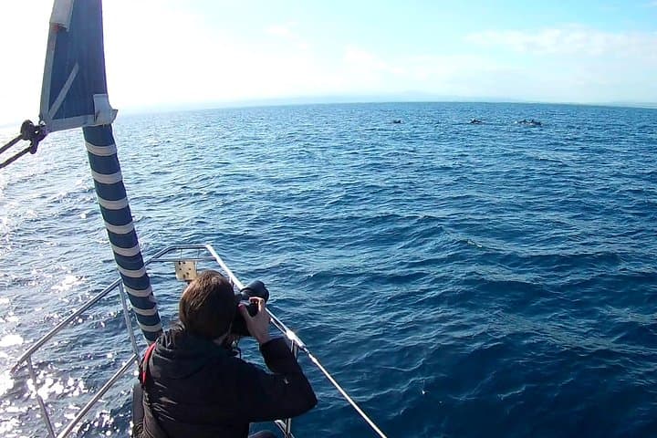 Dolphin Watching & Conservation - Dolphins in the Gulf of Catania