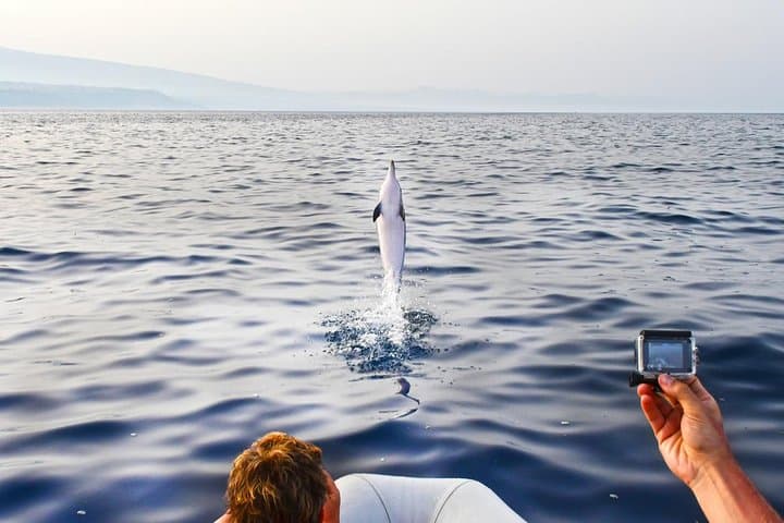 Dolphin Watching & Conservation - Dolphins in the Gulf of Catania