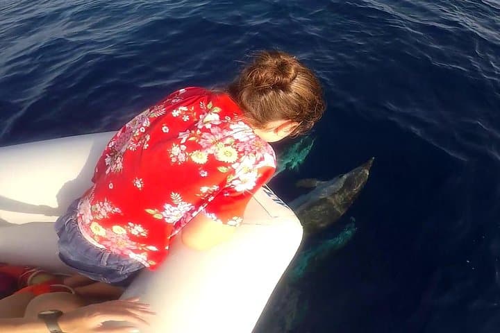 Dolphin Watching & Conservation - Dolphins in the Gulf of Catania