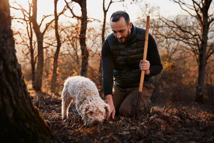 Truffle hunting near Rome with 7-course lunch