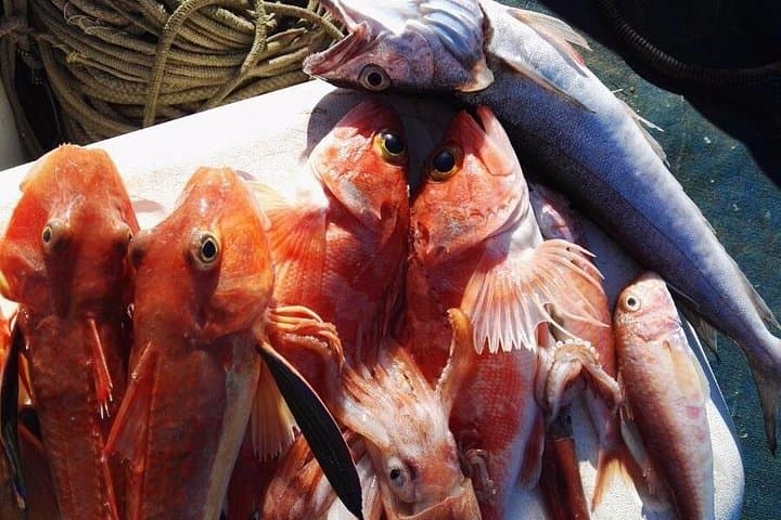 Fishing Tour in Sorrento - enjoy a lunch on board