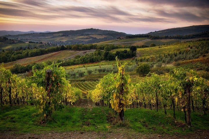 Wineyards