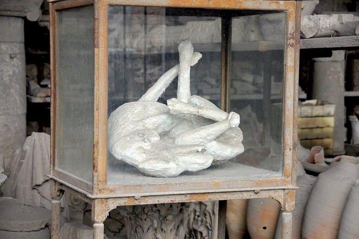 Pompeii dog cast