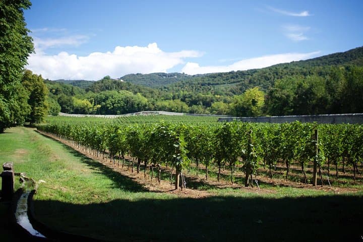 Tenuta Santa Maria di Gaetano Bertani - Amarone della Valpolicella vineyards