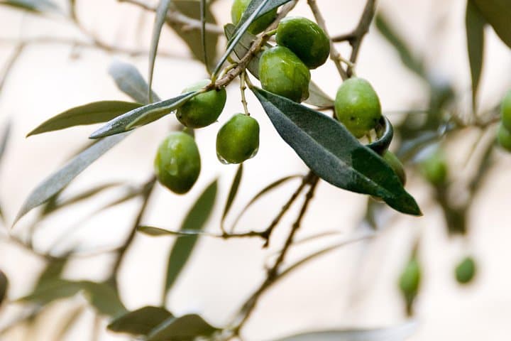 Umbria Food & Wine- 8 Nights Private Tour