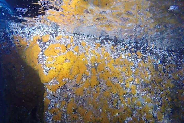 Grotta del Mago Astroides