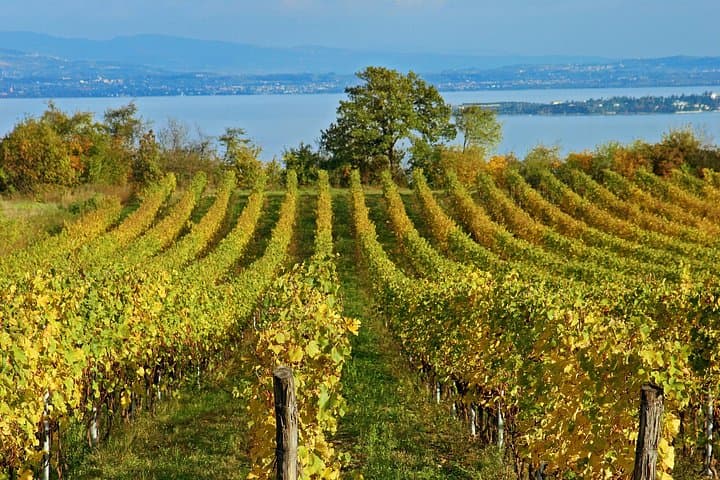 Private Full-Day Tour to Pompeii and Mt. Vesuvius with Winery Visit