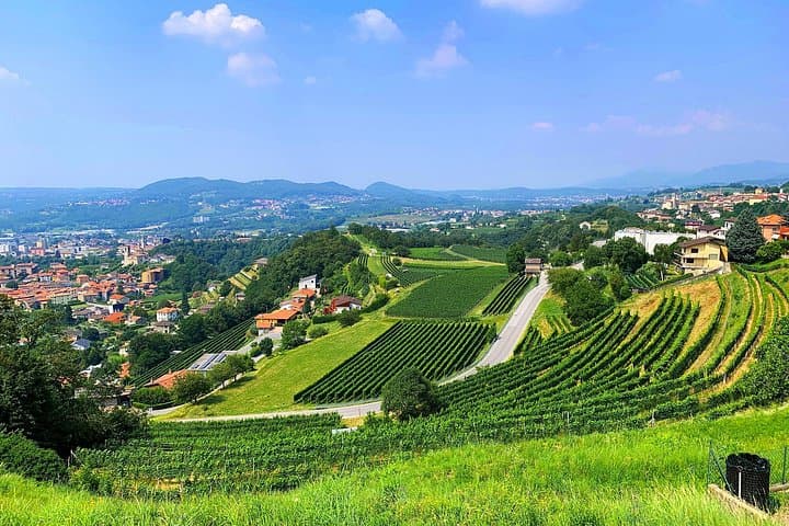 Swiss Vineyards in Morbio