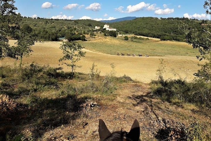 Horseback Riding in the Vineyards