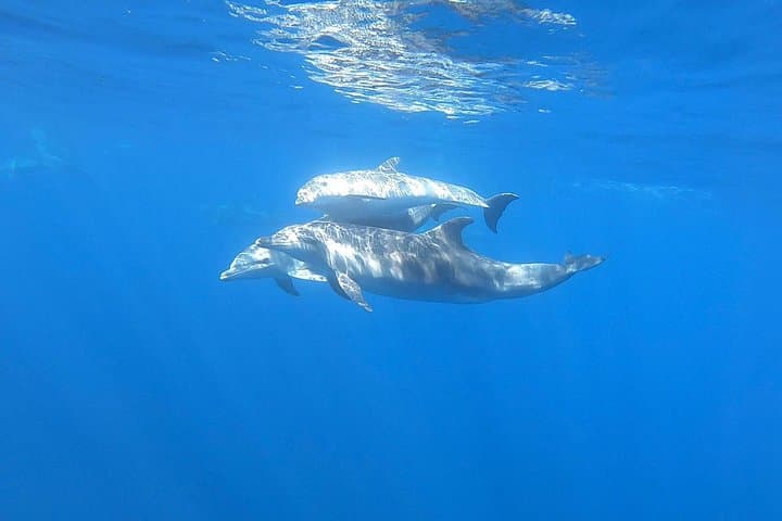 Catamaran excursions in the Asinara island National park