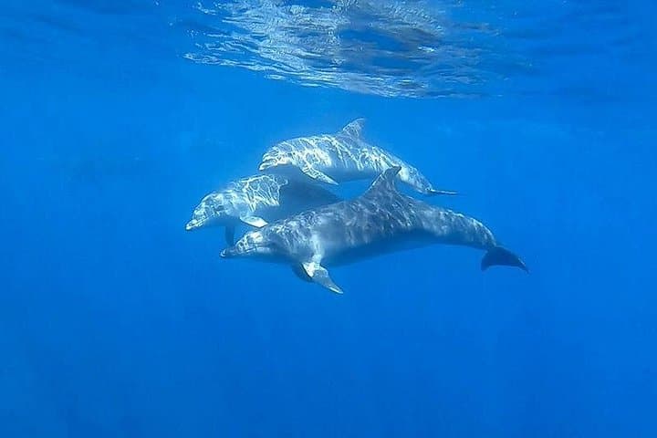 Catamaran excursions in the Asinara island National park