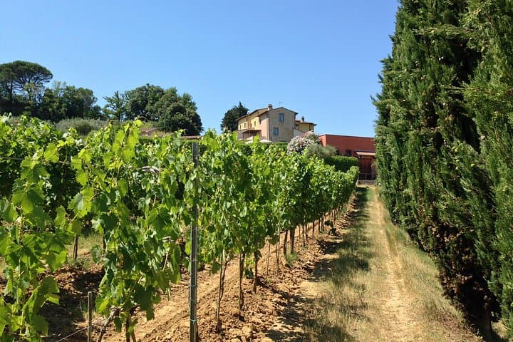 Vineyard visit with local appetisers and wine tasting