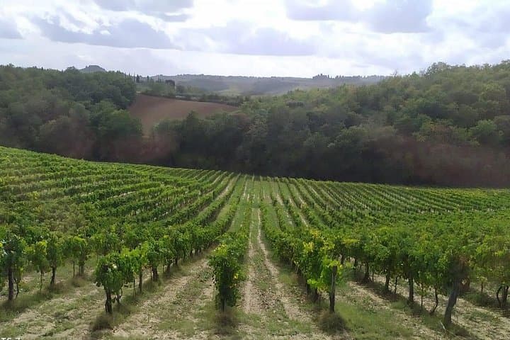 Siena and San Gimignano from Rome: Wine Tasting Tour in Tuscany