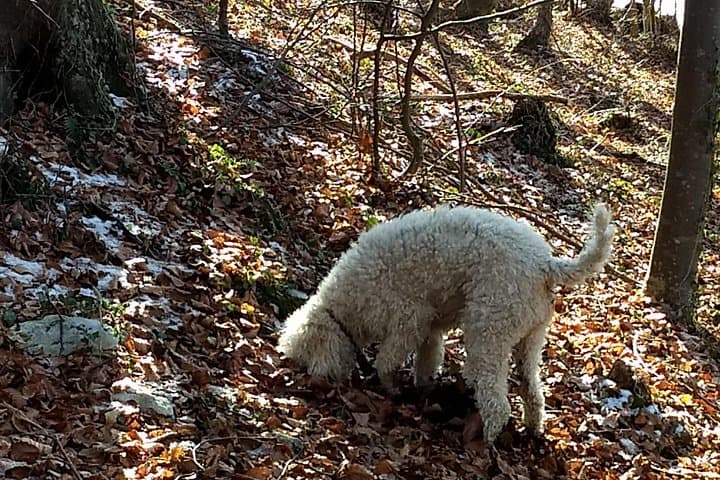 Truffle Hunting and Lunch Experience in a Restaurant