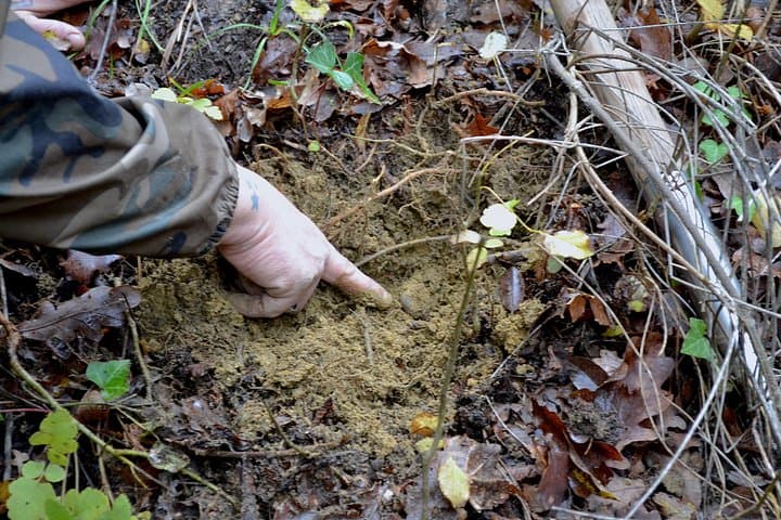 Full-Day Small-Group Truffle Hunting in Tuscany with Lunch