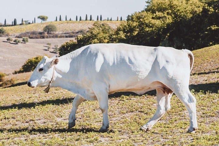 Chianina cattle Tour