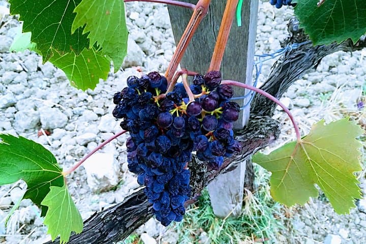 Brunello grapes
(Original photo of our tours)