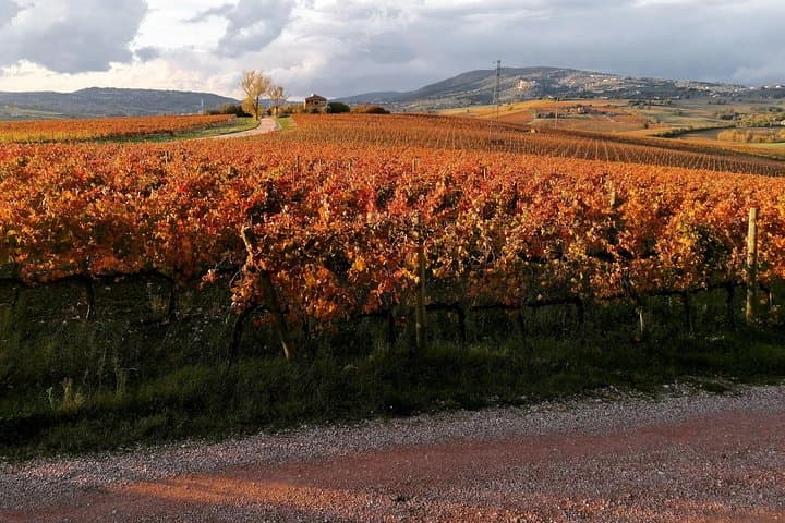 Organic Winery tour with Full Lunch from Assisi