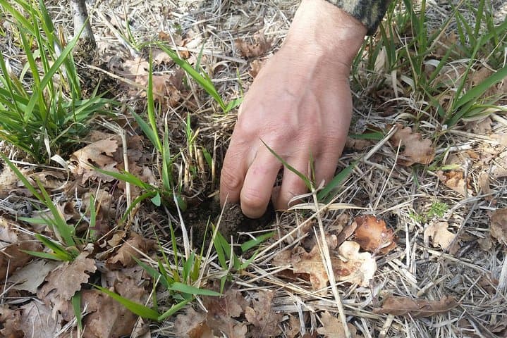 Truffle Hunt & Bio Lunch in Assisi