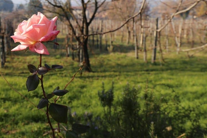 Organic Winery tour with Full Lunch from Assisi